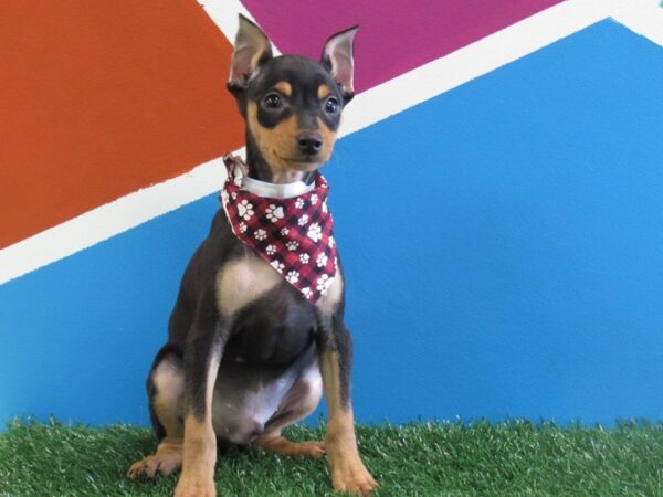 Miniature Pinscher DOG Male Black & Rust 260 Petland Fort Walton Beach, FL