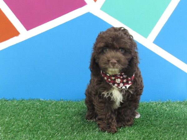 Cockapoo-DOG-Male-Chocolate-283-Petland Fort Walton Beach, FL