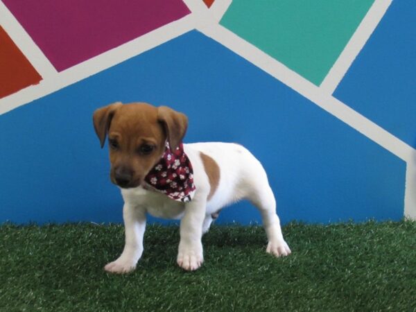 Jack Russell Terrier-DOG-Male-Brown & White-281-Petland Fort Walton Beach, FL