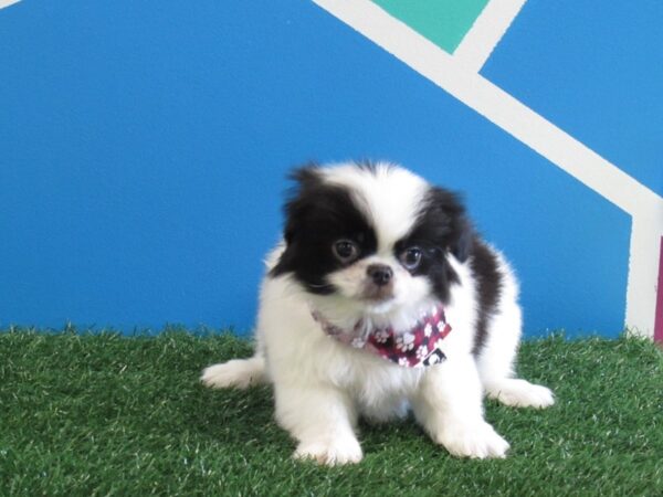 Japanese Chin-DOG-Male-Black & White-270-Petland Fort Walton Beach, FL