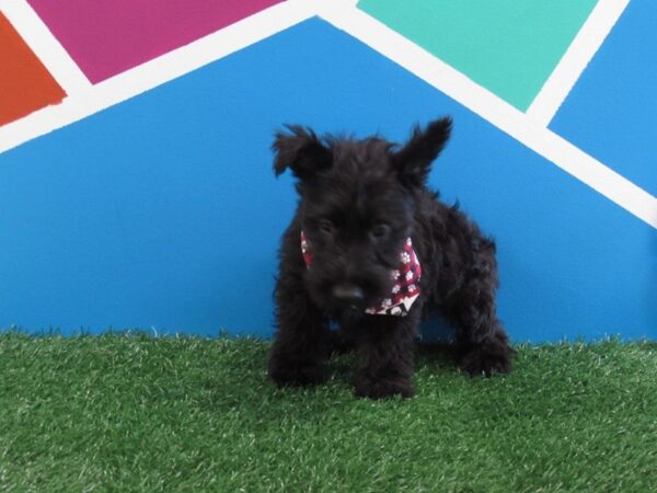 Scottish Terrier-DOG-Male-Black-284-Petland Fort Walton Beach, FL