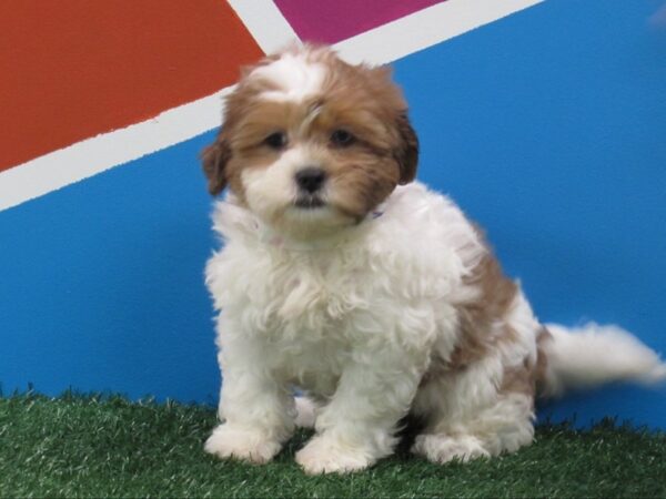 Teddy Bear DOG Female Chocolate & White 286 Petland Fort Walton Beach, FL