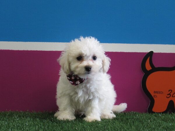 Bichon Frise DOG Male White 303 Petland Fort Walton Beach, FL