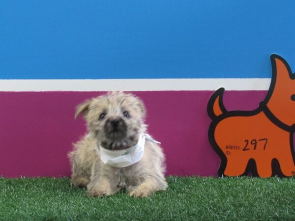 Cairn Terrier-DOG-Female-Wheaten-297-Petland Fort Walton Beach, FL