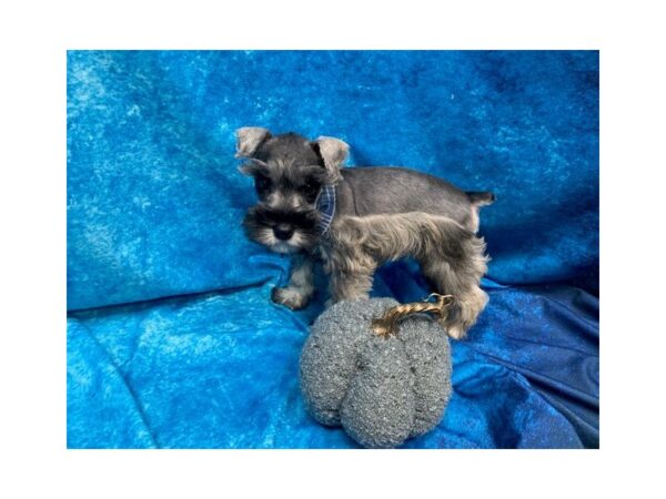 Miniature Schnauzer-DOG-Male-Salt / Pepper-352-Petland Fort Walton Beach, FL