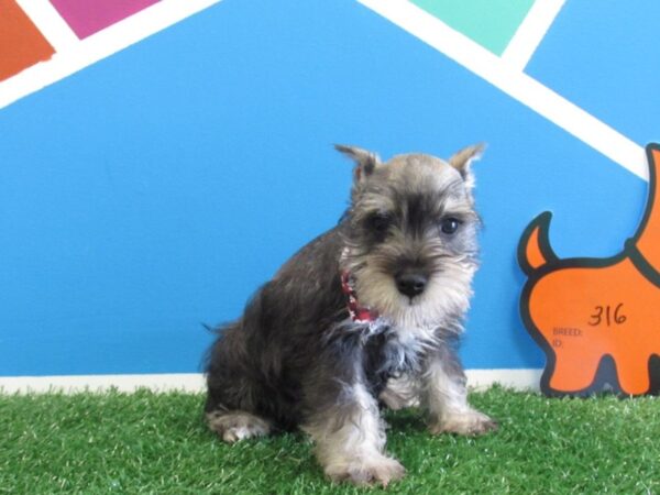 Miniature Schnauzer-DOG-Male-Salt & Pepper-316-Petland Fort Walton Beach, FL