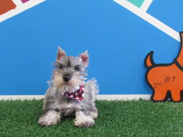 Miniature Schnauzer-DOG-Female-Salt & Pepper-317-Petland Fort Walton Beach, FL