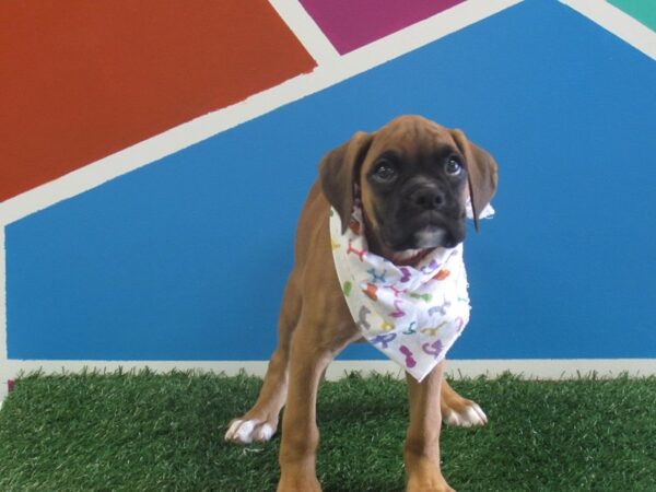 Boxer-DOG-Female-Fawn/ Black Mask-314-Petland Fort Walton Beach, FL