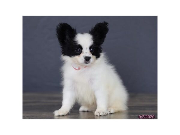 Papillon-DOG-Male-Black / White-320-Petland Fort Walton Beach, FL