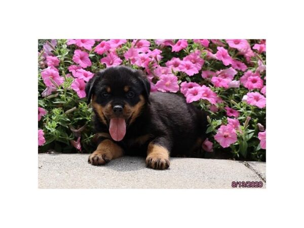 Rottweiler-DOG-Female-Black / Tan-323-Petland Fort Walton Beach, FL