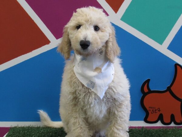 Goldendoodle 2nd Gen DOG Male Cream 327 Petland Fort Walton Beach, FL