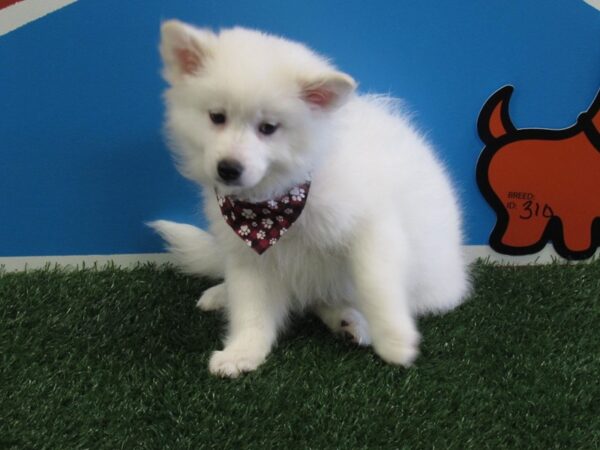 American Eskimo-DOG-Male-White-310-Petland Fort Walton Beach, FL