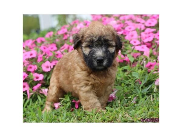 Soft Coated Wheaten Terrier-DOG-Female-Wheaten-338-Petland Fort Walton Beach, FL