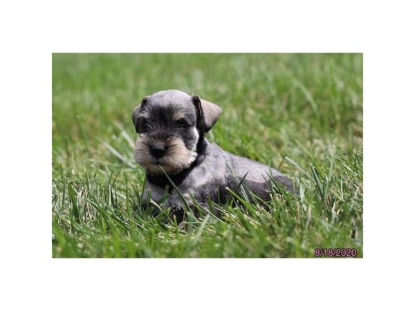 Miniature Schnauzer-DOG-Male-Salt / Pepper-340-Petland Fort Walton Beach, FL