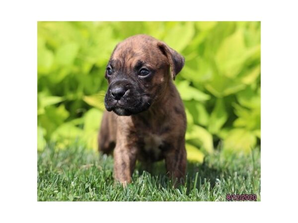 Boxer-DOG-Male-Brindle-346-Petland Fort Walton Beach, FL