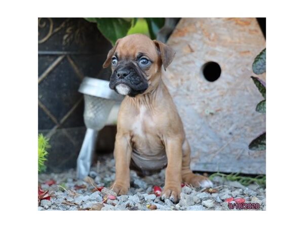 Boxer-DOG-Female-Fawn-347-Petland Fort Walton Beach, FL