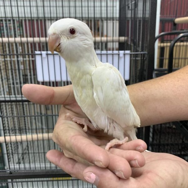 Quaker-BIRD-Female-Albino-1159-Petland Fort Walton Beach, FL