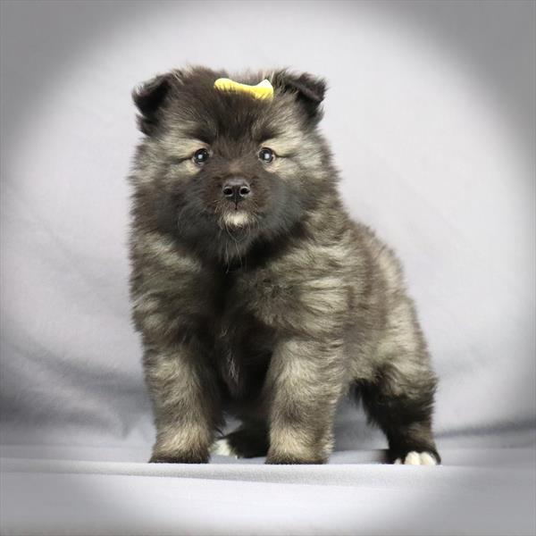 Keeshond-DOG-Female-Black / Silver-418-Petland Fort Walton Beach, FL