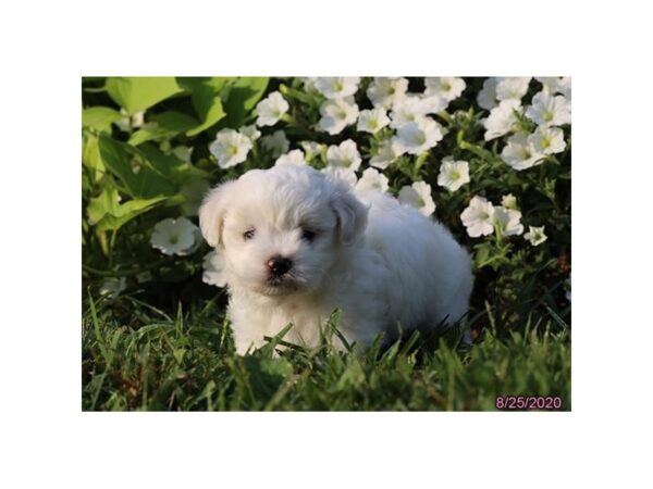 Coton De Tulear DOG Male White 359 Petland Fort Walton Beach, FL