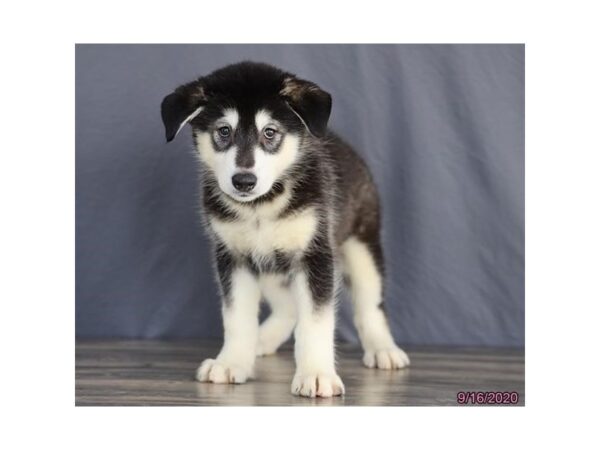 Alaskan Malamute DOG Female Black / White 361 Petland Fort Walton Beach, FL