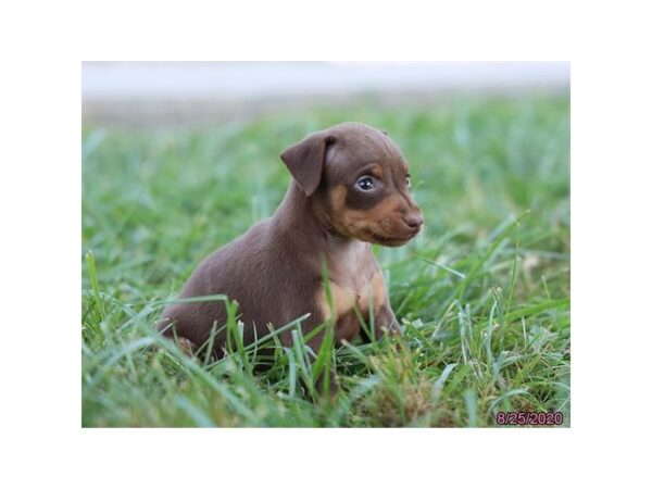 Miniature Pinscher DOG Female Chocolate / Tan 363 Petland Fort Walton Beach, FL