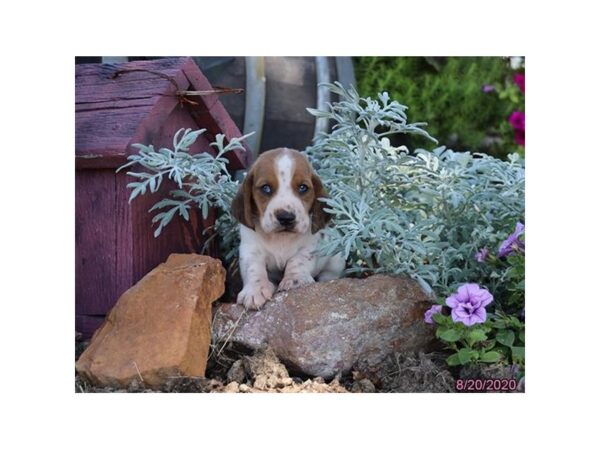 Basset Hound DOG Male Brown / White 364 Petland Fort Walton Beach, FL