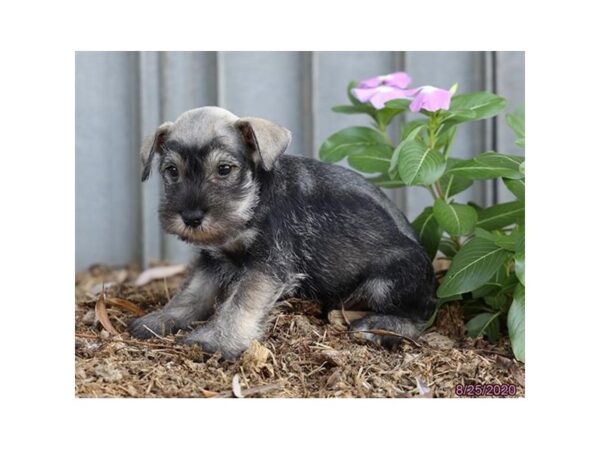 Miniature Schnauzer-DOG-Male-Salt / Pepper-365-Petland Fort Walton Beach, FL