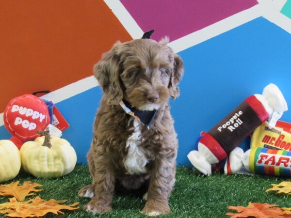 Cockapoo-DOG-Female-Chocolate-369-Petland Fort Walton Beach, FL