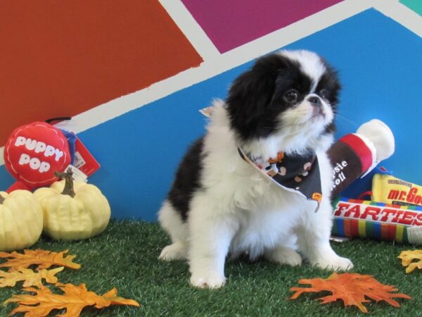 Japanese Chin-DOG-Male-Black & White-353-Petland Fort Walton Beach, FL