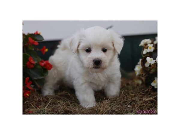 Coton De Tulear-DOG-Female-White-377-Petland Fort Walton Beach, FL