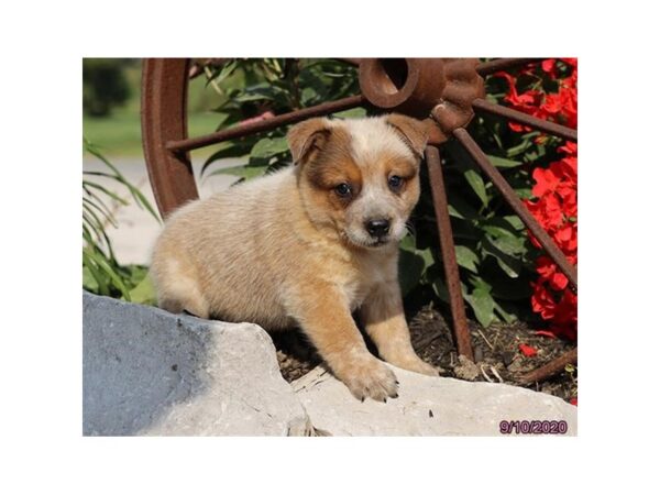 Australian Cattle Dog DOG Male Red 379 Petland Fort Walton Beach, FL