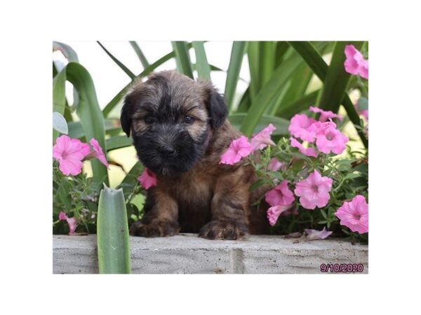 Soft Coated Wheaten Terrier-DOG-Male-Wheaten-381-Petland Fort Walton Beach, FL