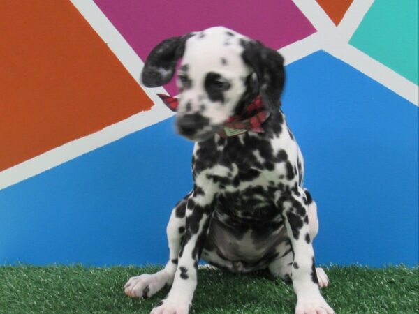 Dalmatian-DOG-Female-White / Black-384-Petland Fort Walton Beach, FL