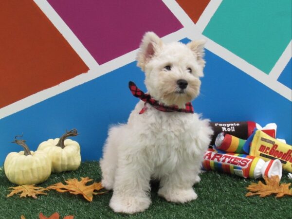 Miniature Schnauzer DOG Male white 350 Petland Fort Walton Beach, FL