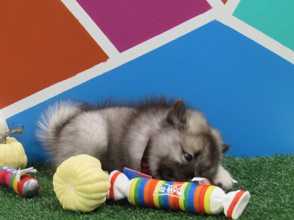 Keeshond-DOG-Male-Silver & Black-372-Petland Fort Walton Beach, FL