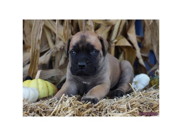 Bullmastiff-DOG-Female-Red Fawn-392-Petland Fort Walton Beach, FL