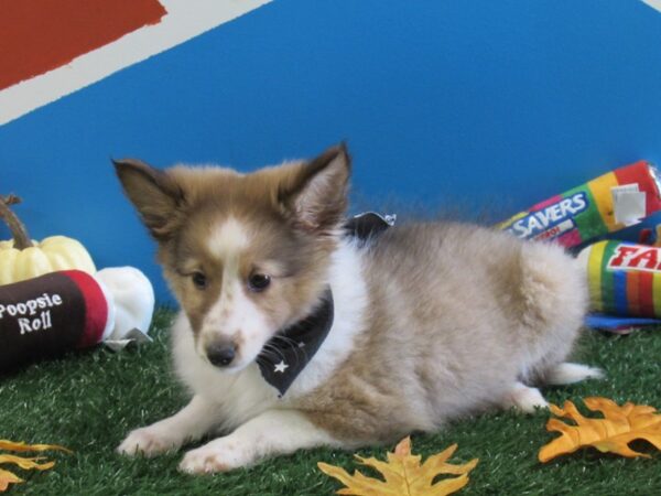 Shetland Sheepdog-DOG-Female-Sable & White-387-Petland Fort Walton Beach, FL