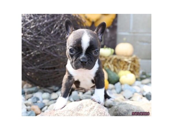 Boston Terrier DOG Female Black Brindle / White 395 Petland Fort Walton Beach, FL