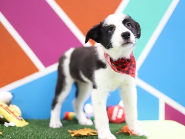 Border Collie DOG Male Black / White 415 Petland Fort Walton Beach, FL