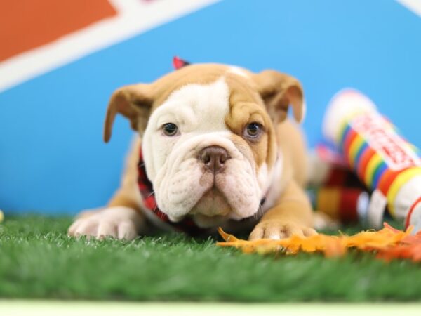 English Bulldog-DOG-Male-Chocolate Fawn-421-Petland Fort Walton Beach, FL