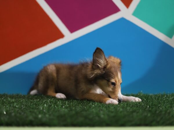 Shetland Sheepdog-DOG-Female-Sable / White-368-Petland Fort Walton Beach, FL