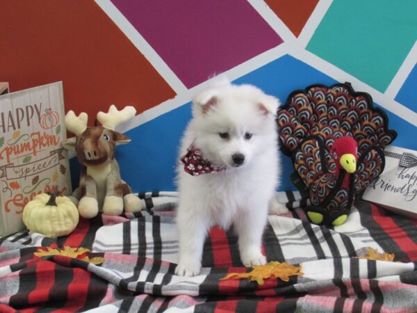 American Eskimo-DOG-Female-White-440-Petland Fort Walton Beach, FL