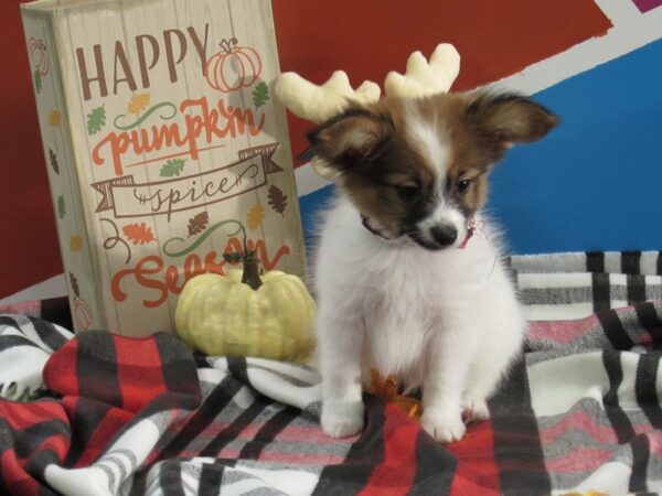 Papillon DOG Male Sable, White 441 Petland Fort Walton Beach, FL