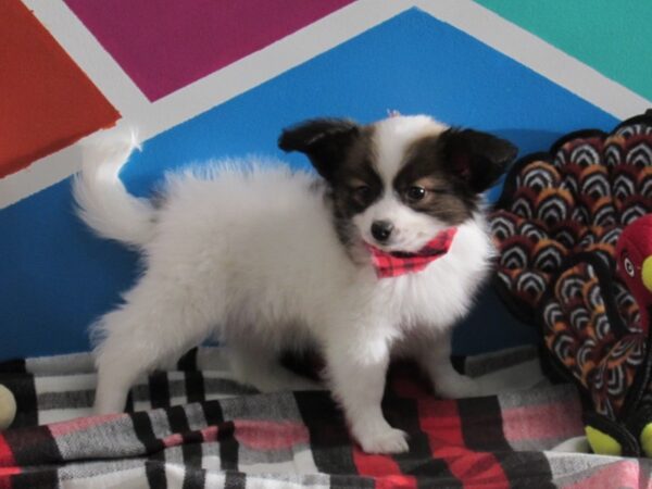 Papillon DOG Male Sable / White 435 Petland Fort Walton Beach, FL