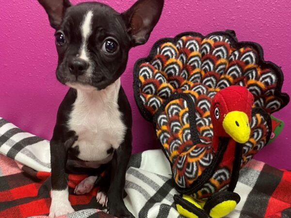 Boston Terrier DOG Female Black & White 437 Petland Fort Walton Beach, FL