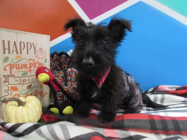 Scottish Terrier-DOG-Male-Black-398-Petland Fort Walton Beach, FL