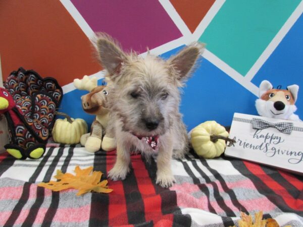 Cairn Terrier-DOG-Male-Wheaten-400-Petland Fort Walton Beach, FL