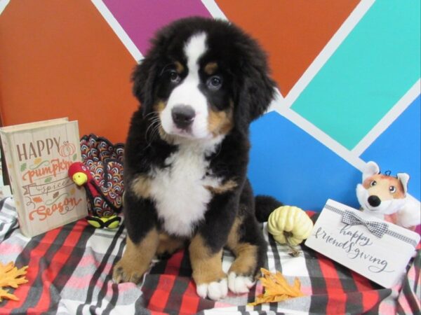 Bernese Mountain Dog-DOG-Male-Black Rust / White-431-Petland Fort Walton Beach, FL