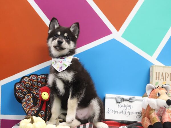 Pomsky-DOG-Male-Black Tan / White-416-Petland Fort Walton Beach, FL