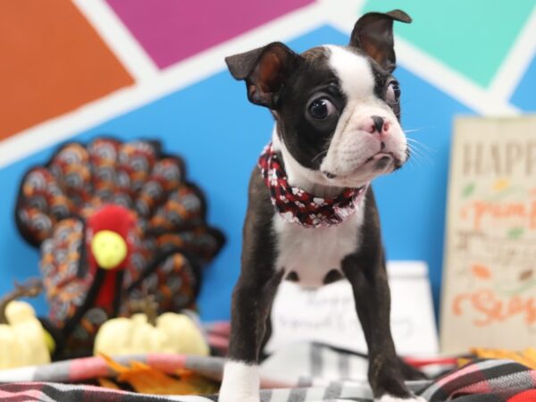 Boston Terrier DOG Male Black & White 439 Petland Fort Walton Beach, FL